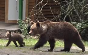 Trei urşi au fost loviţi de maşini în numai câteva ore, în Sibiu. Autoritățile sunt depășite de situație