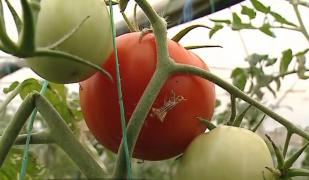 Legumele româneşti se vor regăsi în magazine inclusiv de sărbători