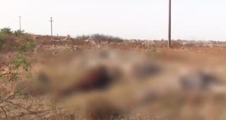 Trei cai au fost găsiţi morţi, unul dintre ei cu o funie în jurul gâtului, în Arad