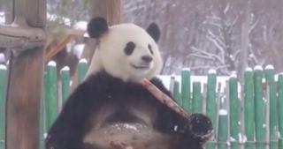 Doi urşi panda din China, bucuroşi de prima ninsoare
