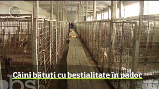 Câini bătuţi cu bestialitate într-un padoc pentru animale fără adăpost din Tecuci