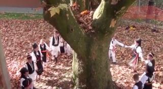 Arborele anului 2019, un copac a devenit simbolul unui oraş din munţii Apuseni