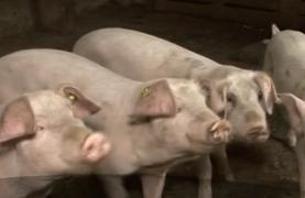 Românii loviţi de pestă nu vor carne de porc din magazin, pentru a pune pe masă de Crăciun