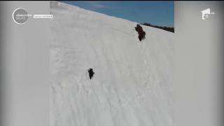 Un pui de urs a oferit o extraordinară lecţie de supravieţuire (Video)