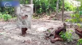 Halloween la rezervația naturală din Borneo. Cum s-a costumat, singur, un urangutan (Video)