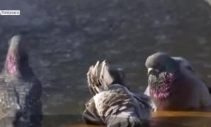 Temperaturi record. În prima săptămână de noiembrie soarele a strălucit la fel ca vara