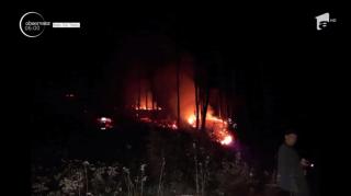 Un incendiu a mistuit patru hectare de pădure în Timiș. Autoritățile au mobilizat forțe impresionante