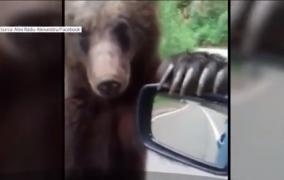 Întâlnire incredibilă dintre un urs şi un şofer. Bărbatul a filmat momentul în care animalul aproape îi intră în maşină
