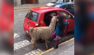 O alpaca a devenit vedetă în mediul online pentru că se plimbă cu taxiul
