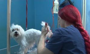 Cu cățelul la salon înaintea sosirii iernii. Cât durează o ședință și cât costă