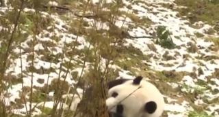Video: un urs panda adorabil se bucură de zăpadă