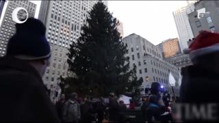 Bradul de la Rockefeller Center din New York, pregătit pentru Crăciun