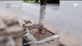 Haz de necaz la Slatina, pe seama imaginilor cu copacilor cu trunchiurile cioplite