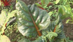 Plantele exotice își fac loc în meniurile românești