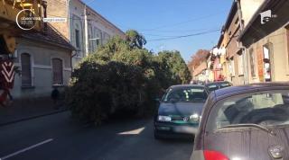 Bradul de Crăciun din Lugoj, târât pe stradă ca o mătură, pentru că era prea mare