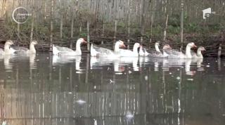 Gâsca a fost sărbătorită în Harghita de Ziua Sfântului Martin