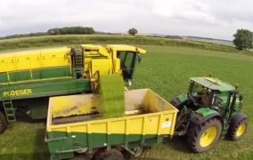 Danemarca și Portugalia caută muncitori români, pentru cules mazăre