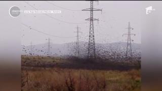 Imagini impresionante în Parcul Naţional Munţii Măcinului. O perdea neagră de grauri a trecut ca o tornadă deasupra câmpului