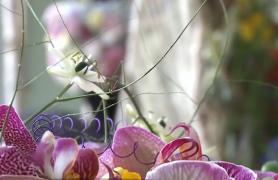 La Sibiu a avut loc Cupa României de Artă Florală