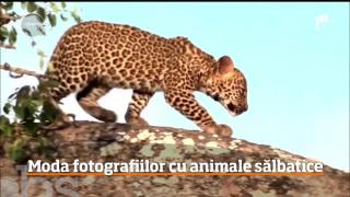 Pui de leu, descoperit de poliţişti, într-un bolid de lux, în Paris