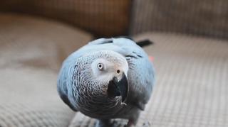 Bărbat păcălit de papagal a chemat pompierii și le-a spus că îi arde casa