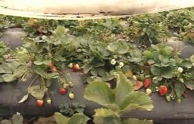 Căpşuni româneşti coapte odată cu prima ninsoare