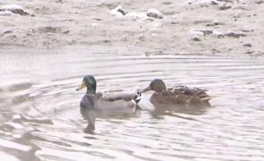 Pescărușii și rațele iernează pe malurile Mureşului