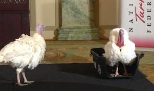 Mazăre şi Morcov, cei mai norocoşi curcani din SUA, au fost graţiaţi de Donald Trump (Video)