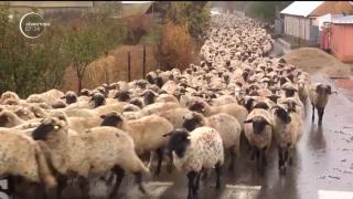 Zeci de ciobani din Tulcea şi-au scos mioarele în centrul comunei, supărați că au rămas fără pășuni