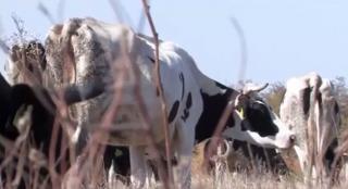 Crescătorii de vaci, în pragul falimentului: "Un litru de apă e 2.5 lei, unul de lapte e un leu!"