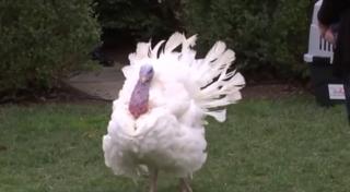 Donald Trump a graţiat doi curcani de Ziua Recunoştinţei