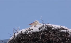 Operaţiune de salvare cu emoţii la Codlea, unde o barză a ratat zborul spre ţările calde