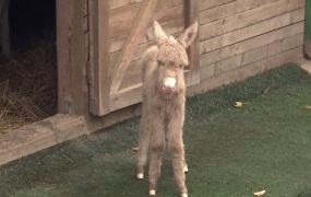 Doi pui de leu şi un măgăruş alb cu ochi albaştri, cei mai noi locatari de la grădina zoologică din Reşiţa