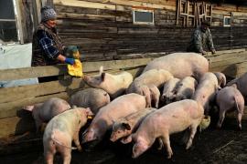 Restricții pentru români din cauza pestei porcine