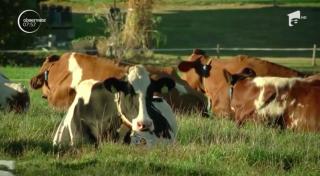 Coarnele vitelor și ale caprelor, motiv de referendum în Elveția