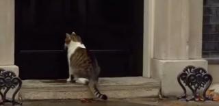 Motanul Larry, primit de ofițeri în reședința premierului britanic