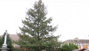 Bradul de Crăciun din Lugoj, confiscat de poliţişti pentru acte lipsă, va rămâne în centrul oraşului