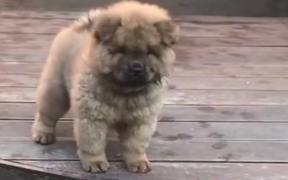 Caz inedit în Marea Britanie! Un cățeluș a fost arestat timp de patru zile, după ce a mușcat un polițist