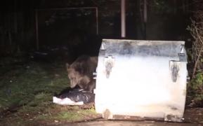 Urșii, vizită nocturnă într-un cartier din staţiunea Buşteni. O femelă cu trei pui, surprinşi căutând mâncare în tomberoane