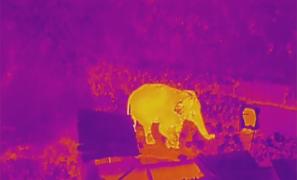 Un elefant flămând, venit din sălbăticie, a dat o spargere la un magazin din China