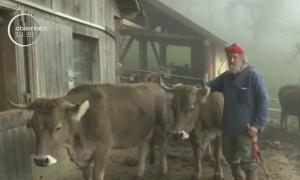 Elvețienii votat la un referendum pe tema ”vitele pot sau nu să aibă coarne?”