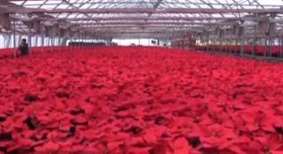 Agitaţie mare în serele din Arad. Cultivatorii aranjează de zor mii de ghivece de Crăciuniţe