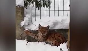 Întâlnire inedită lângă Târgu Ocna. Un angajat al Direcţiei Silvice a dat nas în nas cu un pui de râs