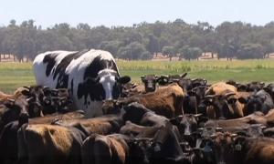 Taur din Australia, cruțat datorită dimensiunilor nemaiîntâlnite