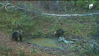 Imagini inedite în Parcul Natural Grădiştea Muncelului din Hunedoara. Doi pui de urşi au venit la o baltă să bea apă (Video)