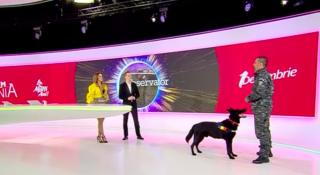 Şuier, câinele care pune infractorii pe fugă şi-a demonstrat abilităţile în platoul de la Observator