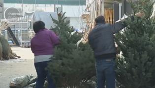 A început goana după brazi. Preţurile la pomii de Crăciun au crescut faţă de anul trecut