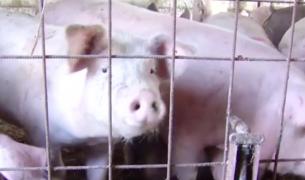Lipsa de igienă din gospodării, motivele pentru care România are cei mai mulţi porci domestici afectaţi de pesta porcină