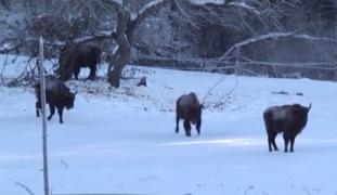 Familie de zimbri, vizită neașteptată la o pensiune din Neamț