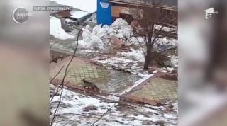 Vulpe nedumerită, surprinsă pe faleza din Eforie Sud